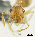  (Crematogaster ortho_PNG6 - MJ9260)  @12 [ ] CreativeCommons - Attribution Non-Commercial Share-Alike (2011) Milan Janda Czech Academy of Sciences