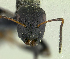  (Camponotus sp. pk_camp 003 - PK-EE012)  @12 [ ] CreativeCommons - Attribution Non-Commercial Share-Alike (2011) Milan Janda Czech Academy of Sciences