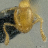  (Monomorium sp. pk_mono 002 - PK-EE053)  @12 [ ] CreativeCommons - Attribution Non-Commercial Share-Alike (2011) Milan Janda Czech Academy of Sciences