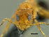  (Turneria postomma - PK-EE113)  @12 [ ] CreativeCommons - Attribution Non-Commercial Share-Alike (2011) Milan Janda Czech Academy of Sciences