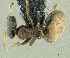  (Turneria sp. nov. PK_TURN 003 - PK-EE119)  @11 [ ] CreativeCommons - Attribution Non-Commercial Share-Alike (2011) Milan Janda Czech Academy of Sciences
