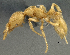  (Strumigenys sp. PK_STRU 004 - PK-EE127)  @14 [ ] CreativeCommons - Attribution Non-Commercial Share-Alike (2011) Milan Janda Czech Academy of Sciences