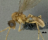  (Strumigenys sp. PK_STRU 004 - PK-EE127)  @14 [ ] CreativeCommons - Attribution Non-Commercial Share-Alike (2011) Milan Janda Czech Academy of Sciences