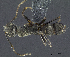  (Camponotus kutteri - PK-EE128-D02)  @15 [ ] CreativeCommons - Attribution Non-Commercial Share-Alike (2011) Milan Janda Czech Academy of Sciences