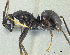  (Polyrhachis lombokensis - PK-EE129)  @15 [ ] CreativeCommons - Attribution Non-Commercial Share-Alike (2011) Milan Janda Czech Academy of Sciences