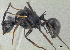  (Polyrhachis dolomedes - PK-EE137)  @15 [ ] CreativeCommons - Attribution Non-Commercial Share-Alike (2011) Milan Janda Czech Academy of Sciences