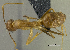  (Camponotus cf. chloroticus - PK-EE142)  @13 [ ] CreativeCommons - Attribution Non-Commercial Share-Alike (2011) Milan Janda Czech Academy of Sciences