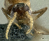  (Crematogaster PK_CREM 015 - PK-EE143)  @12 [ ] CreativeCommons - Attribution Non-Commercial Share-Alike (2011) Milan Janda Czech Academy of Sciences