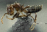  (Crematogaster polita - PK-EE143-D02)  @15 [ ] CreativeCommons - Attribution Non-Commercial Share-Alike (2011) Milan Janda Czech Academy of Sciences