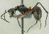  (Polyrhachis rufofemorata - PK-EE154)  @15 [ ] CreativeCommons - Attribution Non-Commercial Share-Alike (2011) Milan Janda Czech Academy of Sciences