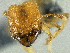  (Pheidole sp. PK_PHEI 012 - PK-EE170)  @12 [ ] CreativeCommons - Attribution Non-Commercial Share-Alike (2011) Milan Janda Czech Academy of Sciences