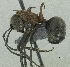  (Polyrhachis bellicosa - mj7827)  @15 [ ] CreativeCommons - Attribution Non-Commercial Share-Alike (2011) Milan Janda Czech Academy of Sciences