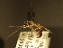  (Eriborus Wahl01 - USNM ENT 00206508)  @11 [ ] CreativeCommons - Attribution Non-Commercial No Derivatives (2012) Jan Hrcek Institute of Entomology, Czech Academy of Sciences