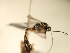  (Pristomerus Hrcek16 - USNM ENT 00454216)  @12 [ ] CreativeCommons - Attribution Non-Commercial No Derivatives (2012) Jan Hrcek Institute of Entomology, Czech Academy of Sciences