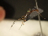  (Agrypon Wahl07 - USNM ENT 00680332)  @13 [ ] CreativeCommons - Attribution Non-Commercial No Derivatives (2012) Jan Hrcek Institute of Entomology, Czech Academy of Sciences