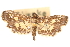  ( - CNCLEP00075405)  @11 [ ] CreativeCommons - Attribution Non-Commercial Share-Alike (2010) Jean-Francois Landry, CNC and Zhaofu Yang, BIO Canadian National Collections