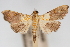  (Agrotera sp. 7ZY - CNCLEP00075411)  @11 [ ] CreativeCommons - Attribution Non-Commercial Share-Alike (2010) Jean-Francois Landry, CNC and Zhaofu Yang, BIO Canadian National Collections