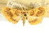  (Eusabena miltochristalis - CNCLEP00088830)  @11 [ ] CreativeCommons - Attribution Non-Commercial Share-Alike (2011) Jean-Francois Landry, CNC and Zhaofu Yang, BIO Canadian National Collections