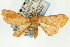  ( - CNCLEP00088839)  @11 [ ] CreativeCommons - Attribution Non-Commercial Share-Alike (2011) Jean-Francois Landry, CNC and Zhaofu Yang, BIO Canadian National Collections