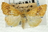  (Hyalobathra sp. 11ASPYR - CNCLEP00088858)  @11 [ ] CreativeCommons - Attribution Non-Commercial Share-Alike (2011) Jean-Francois Landry, CNC and Zhaofu Yang, BIO Canadian National Collections