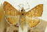  (Hyalobathra opheltesalis - CNCLEP00088861)  @11 [ ] CreativeCommons - Attribution Non-Commercial Share-Alike (2011) Jean-Francois Landry, CNC and Zhaofu Yang, BIO Canadian National Collections
