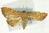  (Hyalobathra sp. 17ASPYR - CNCLEP00088875)  @11 [ ] CreativeCommons - Attribution Non-Commercial Share-Alike (2011) Jean-Francois Landry, CNC and Zhaofu Yang, BIO Canadian National Collections