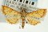  (Hyalobathra sp. 18ASPYR - CNCLEP00088883)  @13 [ ] CreativeCommons - Attribution Non-Commercial Share-Alike (2011) Jean-Francois Landry, CNC and Zhaofu Yang, BIO Canadian National Collections