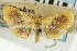  ( - CNCLEP00088903)  @11 [ ] CreativeCommons - Attribution Non-Commercial Share-Alike (2011) Jean-Francois Landry, CNC and Zhaofu Yang, BIO Canadian National Collections