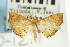  (Hyalobathra minimalis - CNCLEP00088921)  @11 [ ] CreativeCommons - Attribution Non-Commercial Share-Alike (2011) Jean-Francois Landry, CNC and Zhaofu Yang, BIO Canadian National Collections