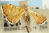  ( - CNCLEP00088932)  @11 [ ] CreativeCommons - Attribution Non-Commercial Share-Alike (2011) Jean-Francois Landry, CNC and Zhaofu Yang, BIO Canadian National Collections