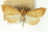  (Paliga ferrifusalis - CNCLEP00088954)  @11 [ ] CreativeCommons - Attribution Non-Commercial Share-Alike (2011) Jean-Francois Landry, CNC and Zhaofu Yang, BIO Canadian National Collections