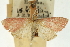  (Udea minnehaha - CNCLEP00088955)  @11 [ ] CreativeCommons - Attribution Non-Commercial Share-Alike (2011) Jean-Francois Landry, CNC and Zhaofu Yang, BIO Canadian National Collections