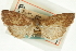  (Placosaris bornealis - CNCLEP00089018)  @11 [ ] CreativeCommons - Attribution Non-Commercial Share-Alike (2011) Jean-Francois Landry, CNC and Zhaofu Yang, BIO Canadian National Collections