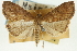  (Placosaris apoalis - CNCLEP00089019)  @13 [ ] CreativeCommons - Attribution Non-Commercial Share-Alike (2011) Jean-Francois Landry, CNC and Zhaofu Yang, BIO Canadian National Collections