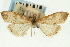  (Udea stigmatalis - CNCLEP00089151)  @11 [ ] CreativeCommons - Attribution Non-Commercial Share-Alike (2011) Jean-Francois Landry, CNC and Zhaofu Yang, BIO Canadian National Collections