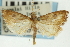  ( - CNCLEP00089156)  @13 [ ] CreativeCommons - Attribution Non-Commercial Share-Alike (2011) Jean-Francois Landry, CNC and Zhaofu Yang, BIO Canadian National Collections