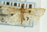  ( - CNCLEP00089158)  @13 [ ] CreativeCommons - Attribution Non-Commercial Share-Alike (2011) Jean-Francois Landry, CNC and Zhaofu Yang, BIO Canadian National Collections