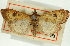  (Udea renalis - CNCLEP00089219)  @11 [ ] CreativeCommons - Attribution Non-Commercial Share-Alike (2011) Jean-Francois Landry, CNC and Zhaofu Yang, BIO Canadian National Collections