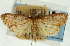  (Udea sp. 35ASPYR - CNCLEP00089258)  @11 [ ] CreativeCommons - Attribution Non-Commercial Share-Alike (2011) Jean-Francois Landry, CNC and Zhaofu Yang, BIO Canadian National Collections