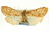  ( - CNCLEP00089693)  @11 [ ] CreativeCommons - Attribution Non-Commercial Share-Alike (2011) Jean-Francois Landry, CNC and Zhaofu Yang, BIO Canadian National Collections