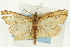  (Placosaris galogalis - CNCLEP00089698)  @11 [ ] CreativeCommons - Attribution Non-Commercial Share-Alike (2011) Jean-Francois Landry, CNC and Zhaofu Yang, BIO Canadian National Collections