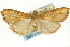  (Placosaris turiusalis - CNCLEP00089702)  @11 [ ] CreativeCommons - Attribution Non-Commercial Share-Alike (2011) Jean-Francois Landry, CNC and Zhaofu Yang, BIO Canadian National Collections