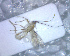  ( - BCLDQ00050)  @12 [ ] Unspecified (default): All Rights Reserved  Unspecified Unspecified