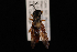  ( - 10-SKAS-302)  @12 [ ] CreativeCommons - Attribution (2010) Unspecified Centre for Biodiversity Genomics
