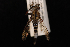  ( - 10-SKAS-303)  @13 [ ] CreativeCommons - Attribution (2010) Unspecified Centre for Biodiversity Genomics
