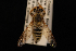  (Megaphorus guildiana - 10-SKAS-311)  @11 [ ] CreativeCommons - Attribution (2010) Unspecified Centre for Biodiversity Genomics