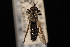  (Dicolonus nigricentrus - 10-SKAS-363)  @11 [ ] CreativeCommons - Attribution (2010) Unspecified Centre for Biodiversity Genomics