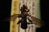  (Laphria n. sp - 10-SKAS-188)  @12 [ ] CreativeCommons - Attribution (2010) Unspecified Centre for Biodiversity Genomics