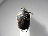  (Euphoria chontalensis - INB0003076797)  @13 [ ] Copyright (2010) A. Solis Unspecified