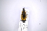  (Cactophagus circumdatus - INB0003166738)  @13 [ ] Copyright (2012) Angel Solis Instituto Nacional de Biodiversidad